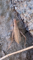 Oecanthus