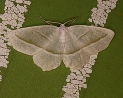 Campaea perlata