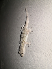 Tarentola mauritanica