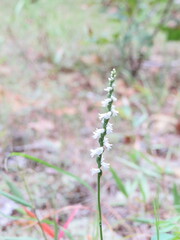 Spiranthes tuberosa