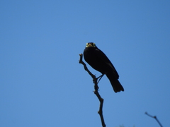 Hymenops perspicillatus