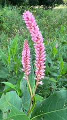 Persicaria amphibia