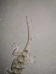 Tarentola mauritanica