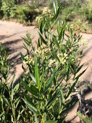 Baccharis salicifolia