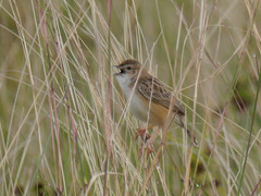 Cisticola brunnescens