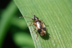 Notoxus monoceros