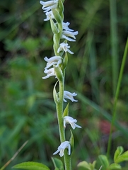 Spiranthes vernalis