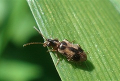 Notoxus monoceros