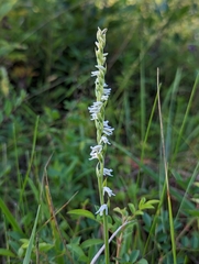 Spiranthes vernalis