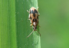 Notoxus monoceros