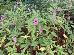 Impatiens glandulifera