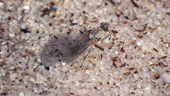 Fucellia