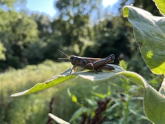 Melanoplini