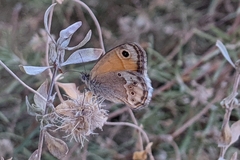 Coenonympha dorus