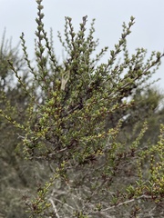 Adenostoma fasciculatum
