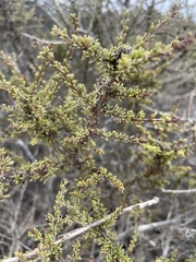Adenostoma fasciculatum