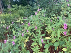 Impatiens glandulifera