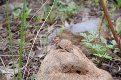 Phrynosoma hernandesi