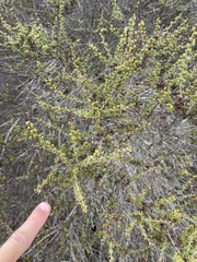 Adenostoma fasciculatum