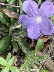 Ruellia