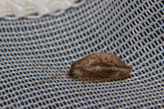 Drepanacra binocula
