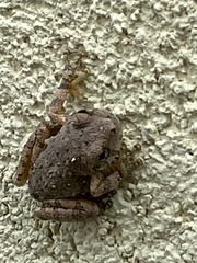 Hyla arenicolor
