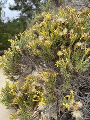 Ericameria ericoides