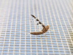 Callibaetis