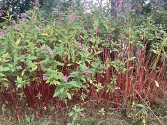 Impatiens glandulifera