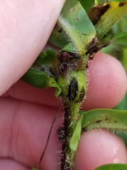 Gnorimoschema septentrionella