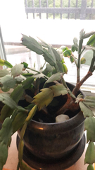 Schlumbergera truncata