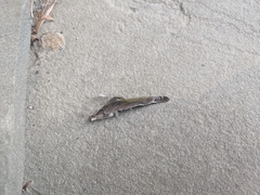 Archilochus colubris