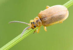 Galerucella calmariensis