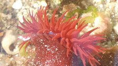 Actinia equina
