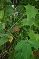 Desmodium paniculatum