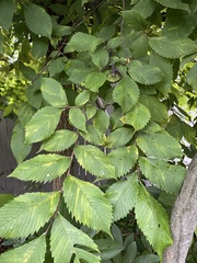 Ulmus minor