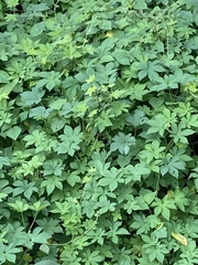 Humulus scandens