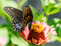 Papilio polyxenes asterius