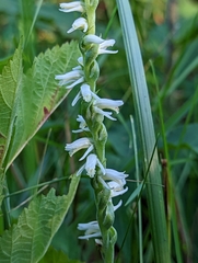 Spiranthes vernalis