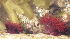 Actinia equina