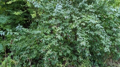 Lonicera morrowii