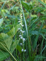Spiranthes vernalis