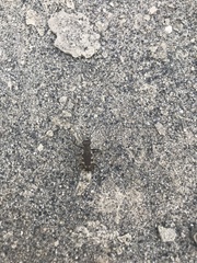 Cicindela repanda