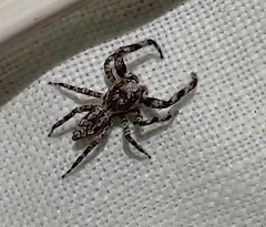 Platycryptus undatus