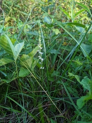 Spiranthes vernalis