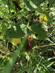Pyrrharctia isabella