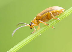 Galerucella calmariensis