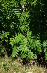 Juglans