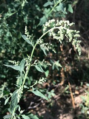 Artemisia ludoviciana
