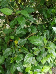 Hibiscus rosa-sinensis